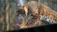 IL CANTO DELLA LINCE INNAMORATA   [DA FILM&nbsp; (“LE LINCI SELVAGGE”)  A RACCONTO]