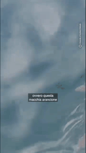UN’ AMICIZIA MERAVIGLIOSA!  UN OCTOPUS MAORI,  POLPO DI 11 KG,  SU UNO SQUALO MAKO, LA SPECIE PIÙ VELOCE AL MONDO   [1  VIDEO] 