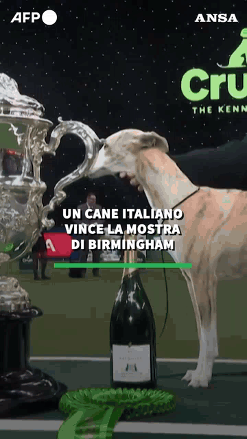 MIUCCIA  ‘BEST IN SHOW’:  PER LA PRIMA VOLTA  UN CANE ITALIANO VINCE  “CRUFTS”, IMPORTANTE MOSTRA CANINA  A BIRMINGHAM”   [1  VIDEO]