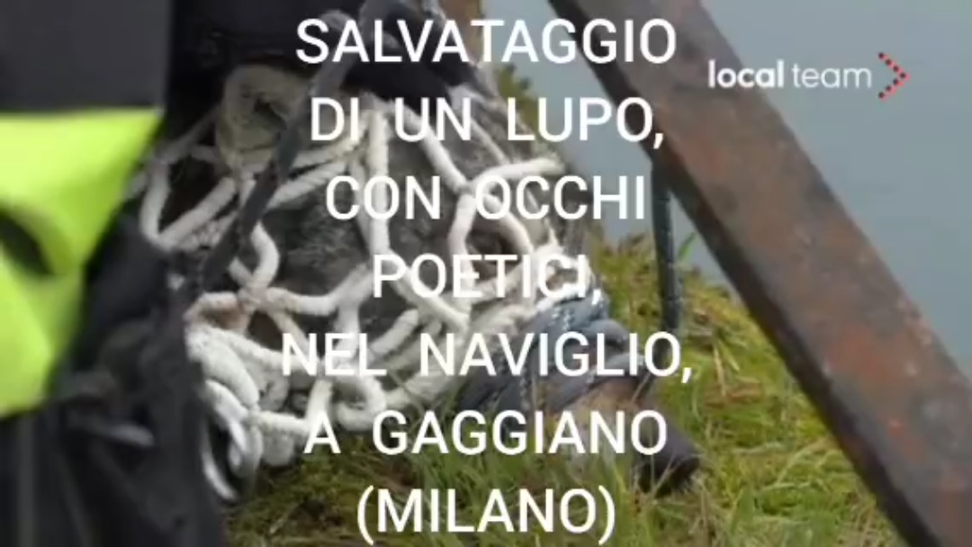 SALVATAGGIO DI UN LUPO,  CON OCCHI POETICI, NEL NAVIGLIO,  A GAGGIANO  (MILANO)   [1  VIDEO  LOCAL TEAM;  MONTAGGIO DI  WALTER GALASSO)]