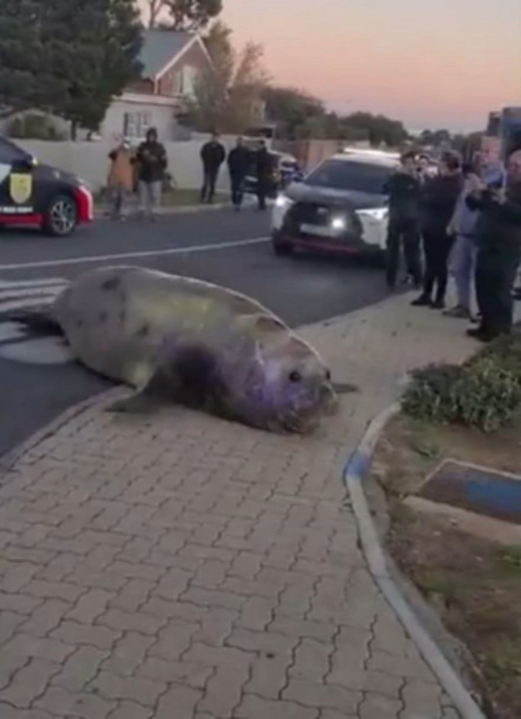 CAPE TOWN:  UN ELEFANTE MARINO IN CITTÀ. SPAESAMENTO? NO, ARMONIA…