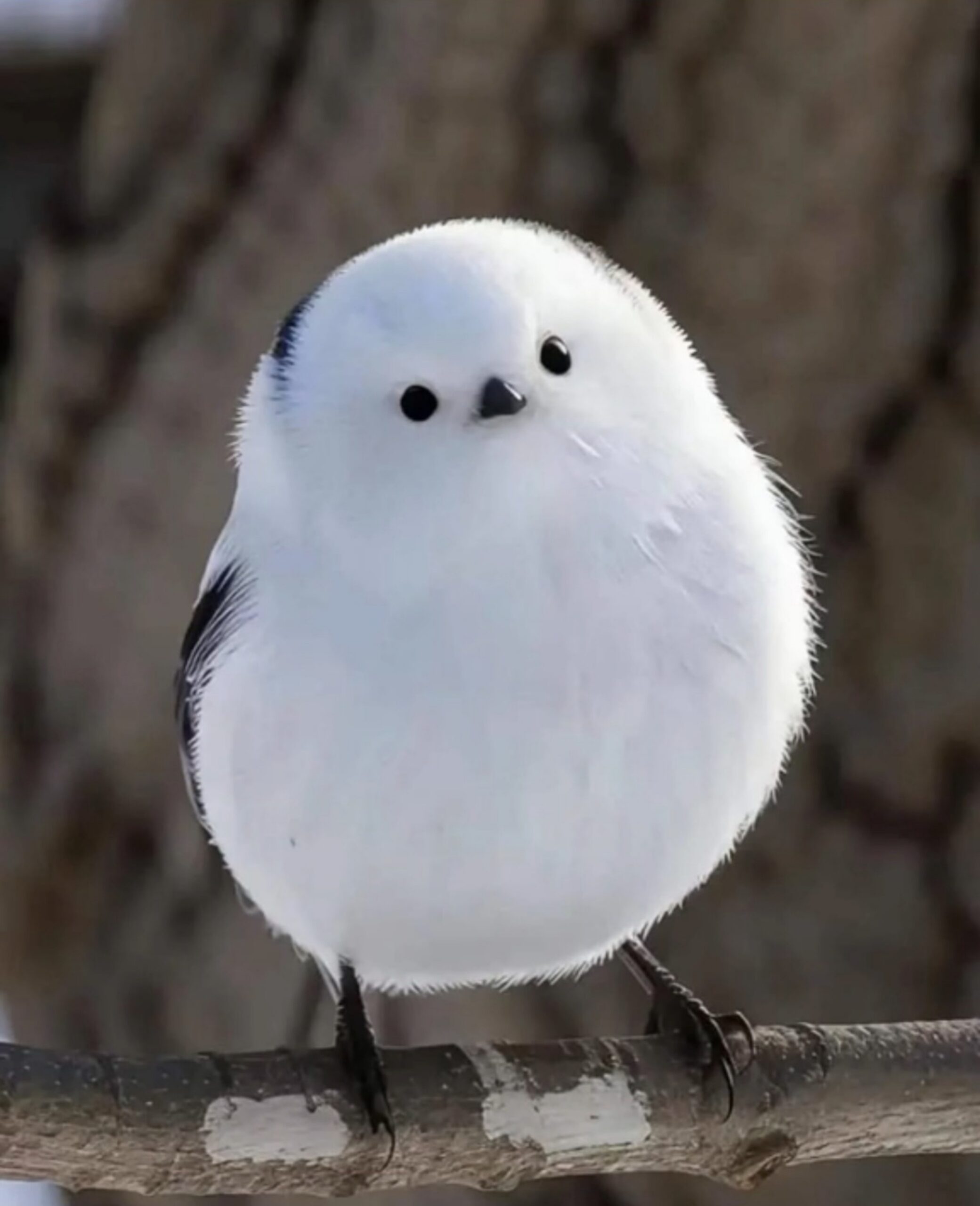 UN OMAGGIO A UN’AMICA. MOLTI NOMI:  シマエナガ,  SHIMA ENAGA,  AEGITHALOS CAUDATUS,  CODIBUGNOLO,  CINCIA CODALUNGA,  FATA DELLE NEVI DI HOKKAIDO.  UN AGGETTIVO:  DOLCE