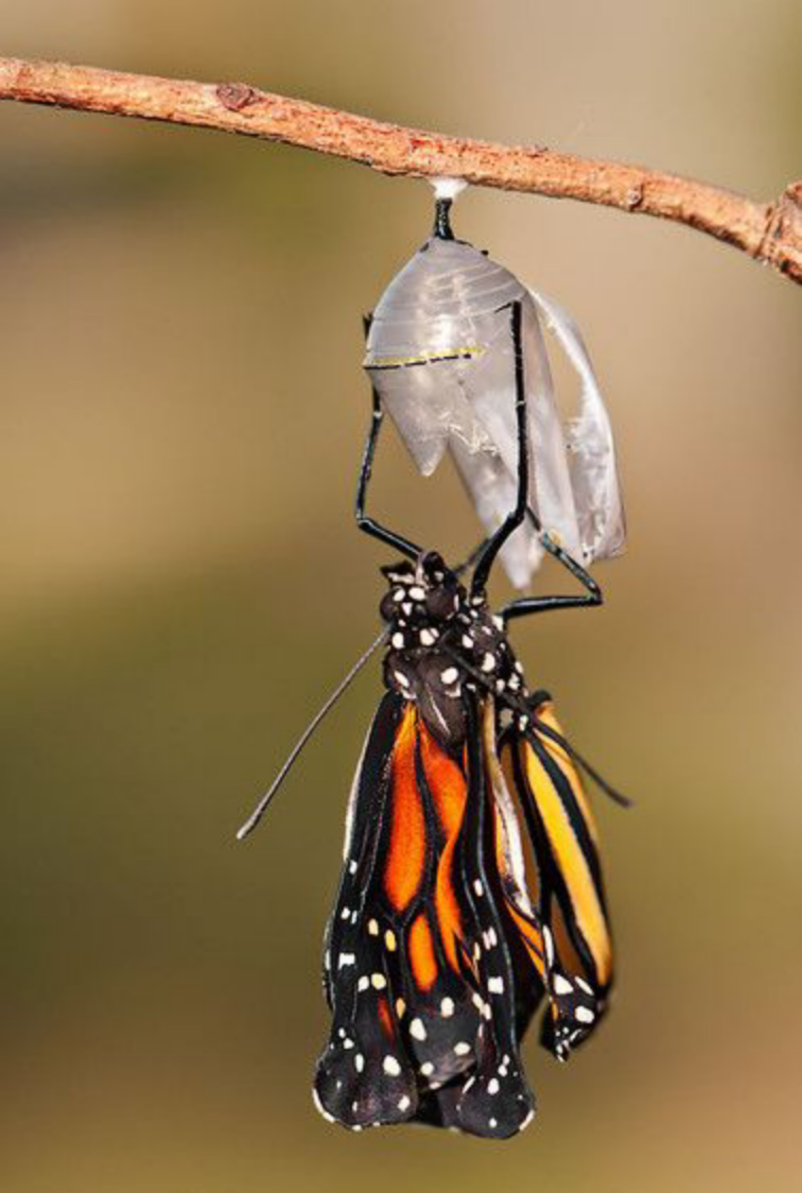 SPERANZA:  SARÀ FARFALLA UNA PUPA   [TERZINE DANTESCHE / 38  (“NETTUNO” / 12)]
