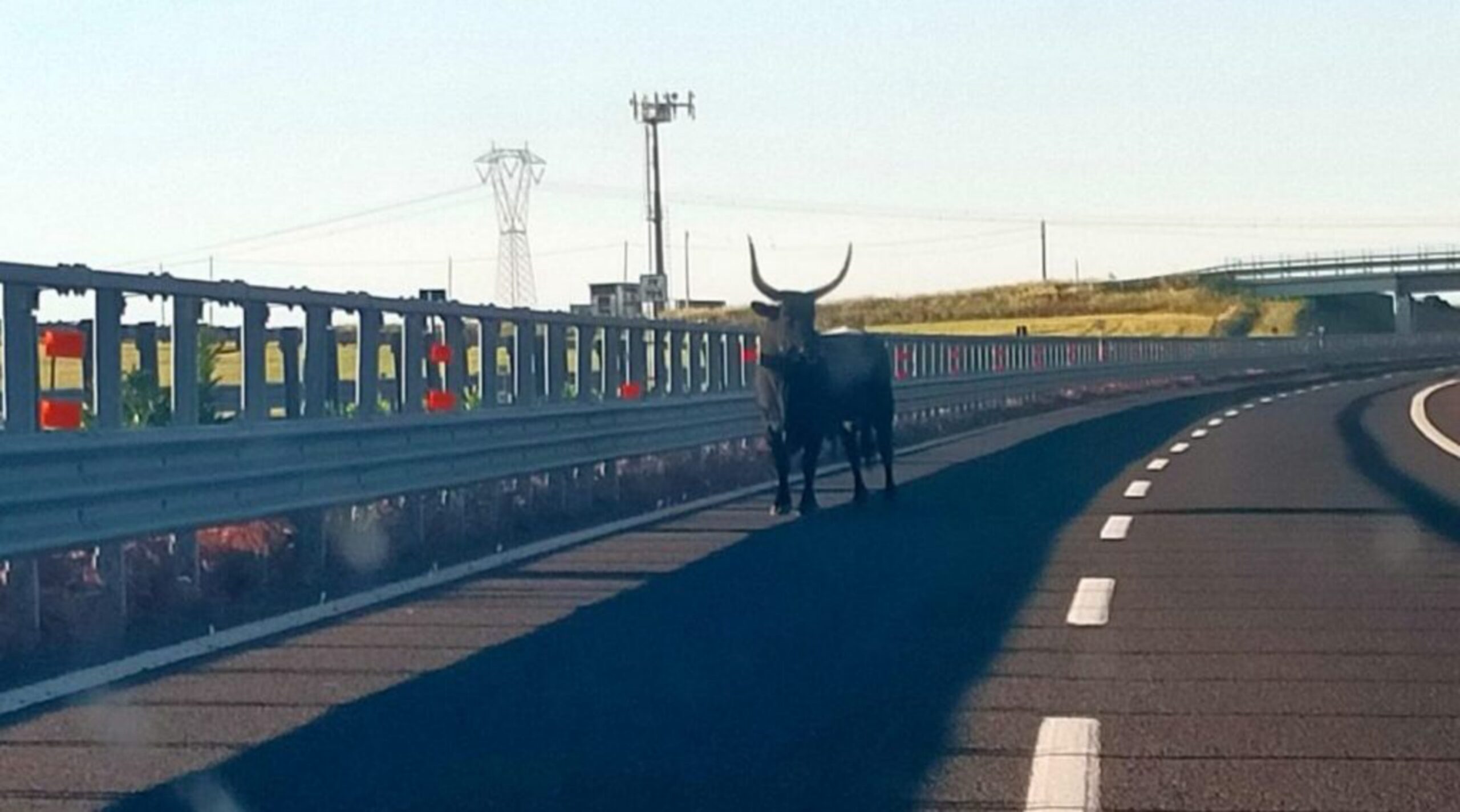 UN TORO, DI RAZZA PODOLICA, SULL’ AUTOSTRADA  A14, VICINO MOTTOLA,  IN DATA  22/05/2025   [1  VIDEO]