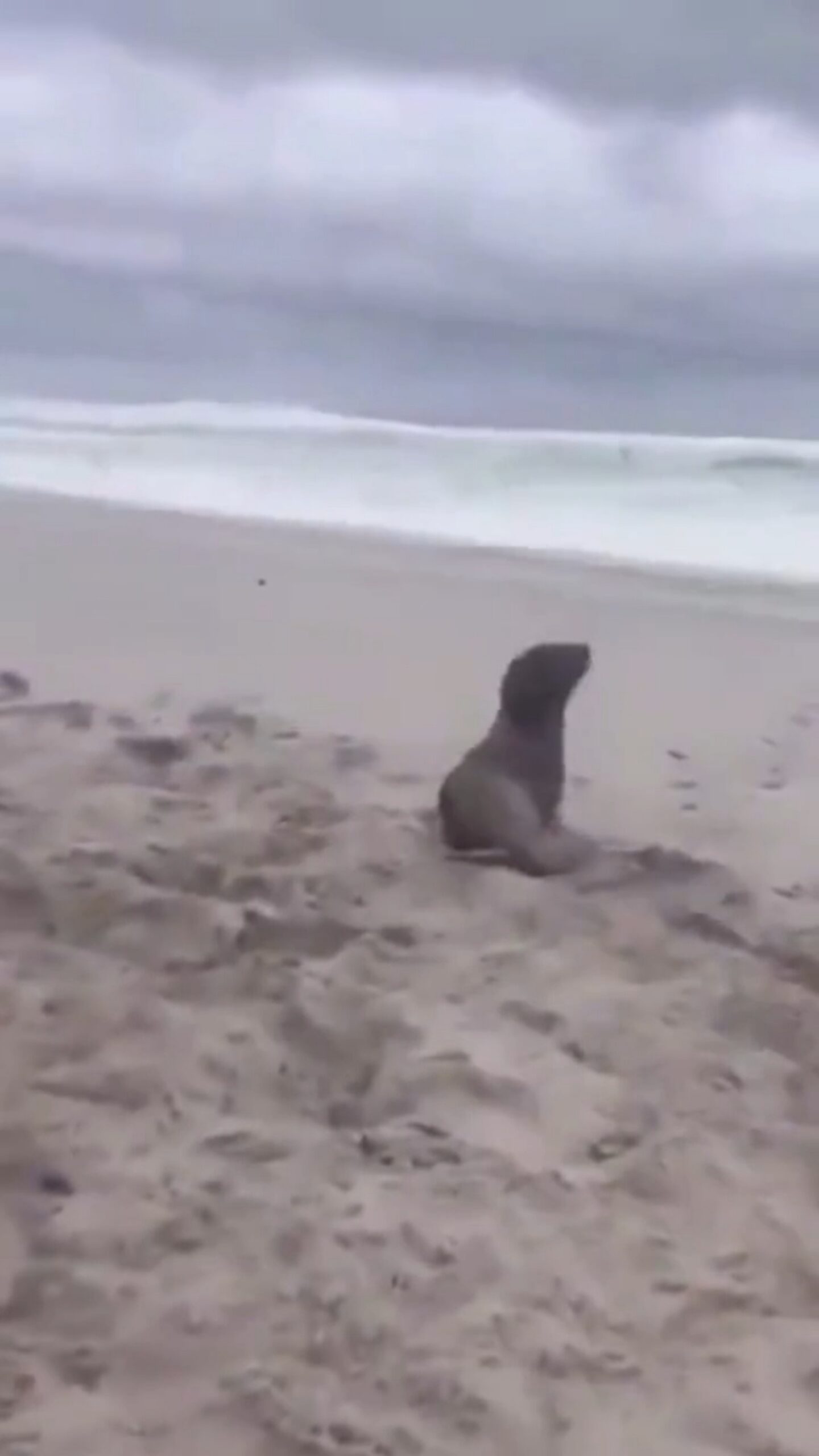 AFFETTO FRA ANIMALI.  LIBERATO DA UNA RETE, ASPETTA IL SALVATAGGIO DELL’ AMICO PRIMA DI RITORNARE, INSIEME A LUI, NEL MARE   [1  VIDEO]