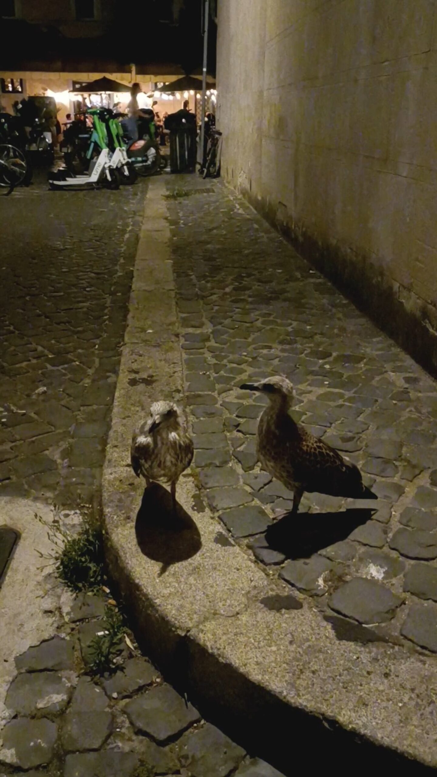 MEDITABONDI UCCELLI INSIEME ALLE LORO OMBRE   [1  VIDEO;  ROMA,  PIAZZA CAPO DI FERRO]