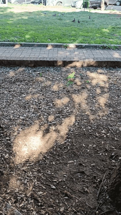 QUANDO UN PAPPAGALLINO, TANTO CARINO, TI CAMBIA LA GIORNATA   [BOZZETTO  41;  VIDEO DI  WALTER GALASSO]