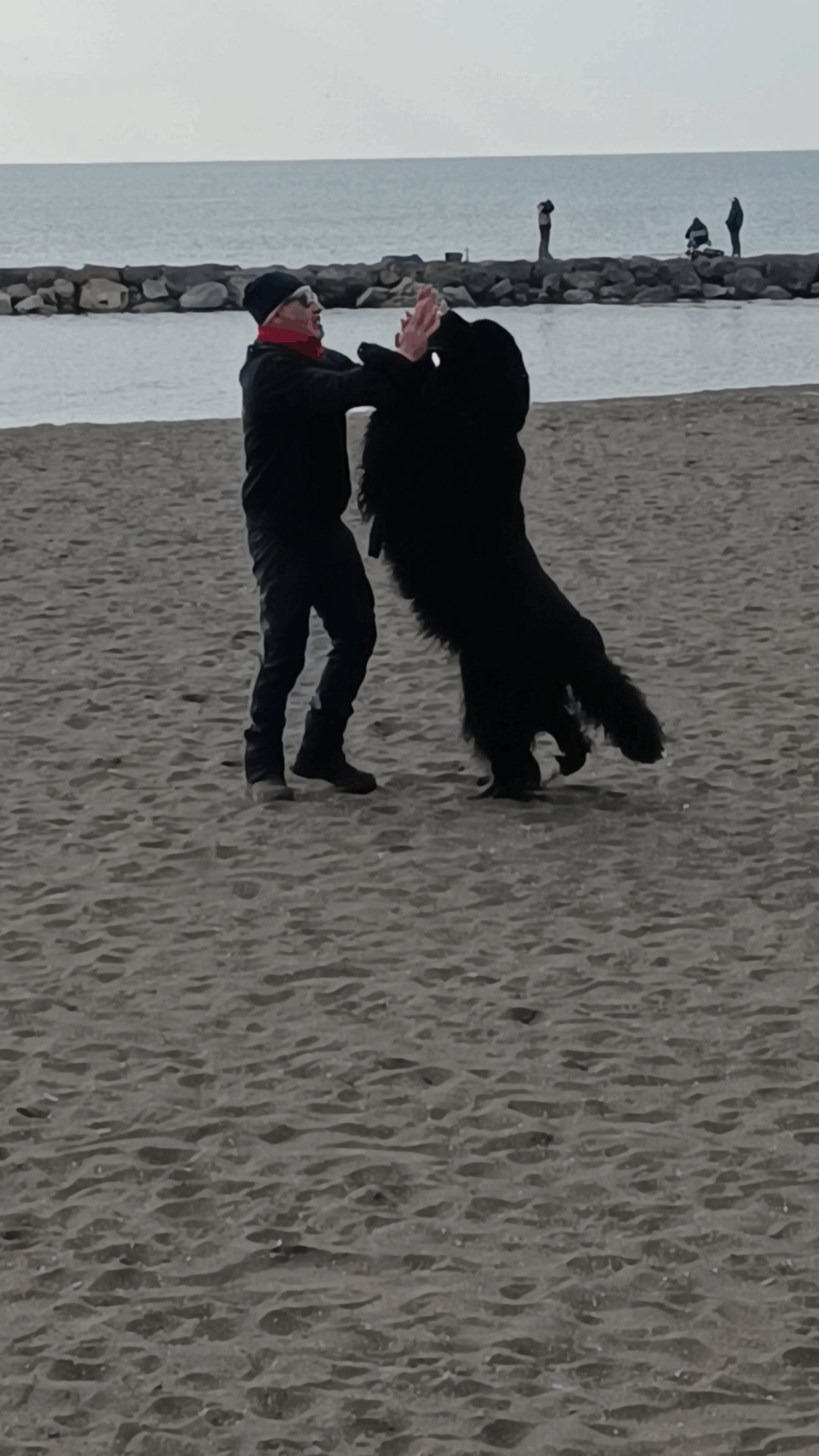 IL CANE NOSTROMO, RAMPOLLO DI BOATSWAIN, IL TERRANOVA DI LORD BYRON / 1   [DOGS FOR LIFE, LADISPOLI;  VIDEO DI  WALTER GALASSO]