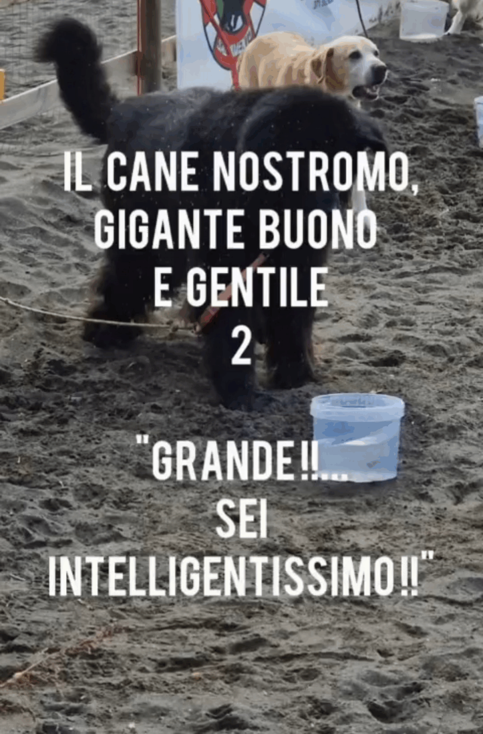 IL CANE NOSTROMO,&nbsp; GIGANTE BUONO E GENTILE:  “GRANDE!!… SEI INTELLIGENTISSIMO!!” / 2   [VIDEO]