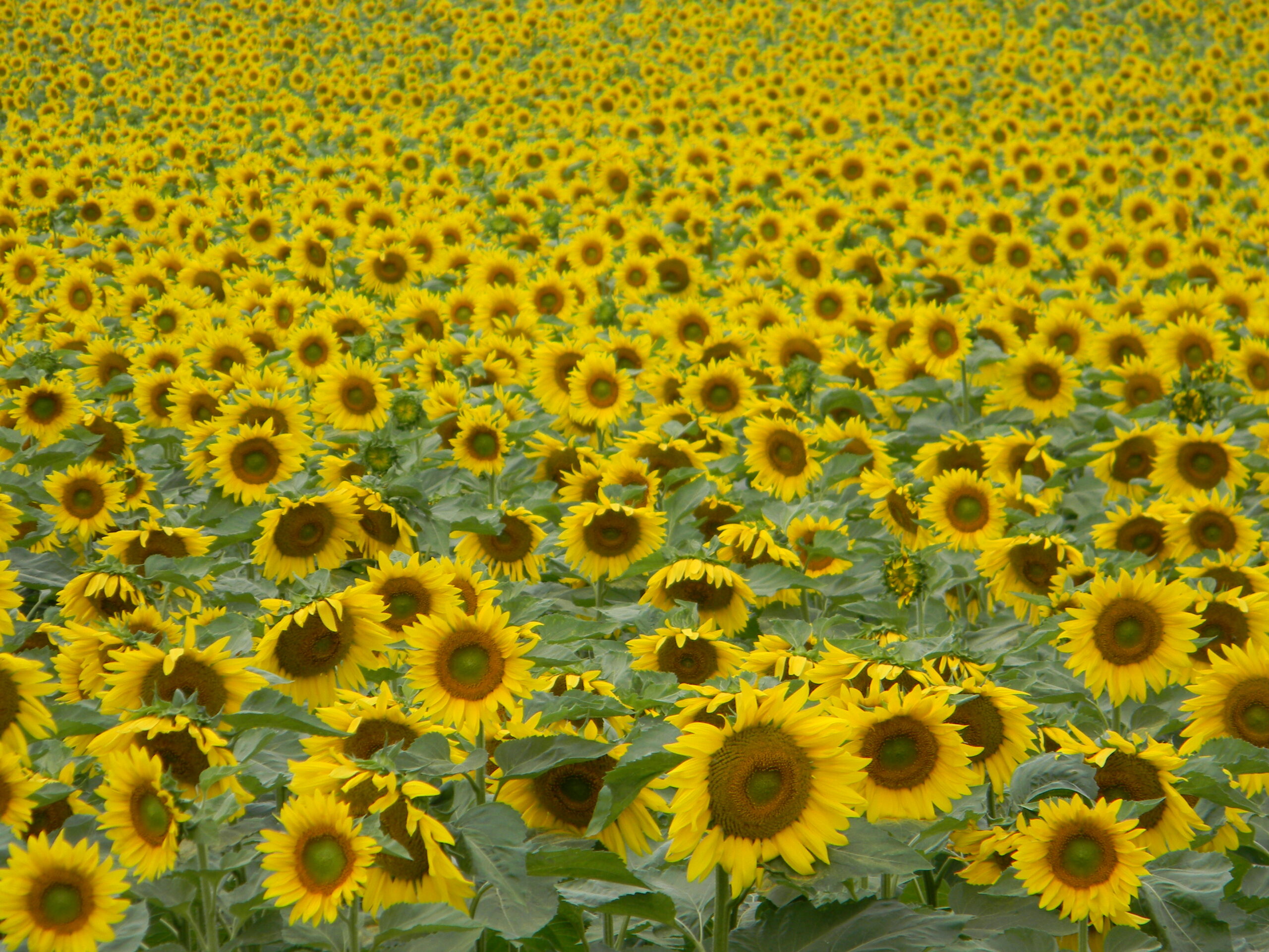RÊVERIE&nbsp; PRO GIRASOLI&nbsp;&nbsp; [GALASSIA UNO – RACCONTI ALL’ INFINITO / 55]