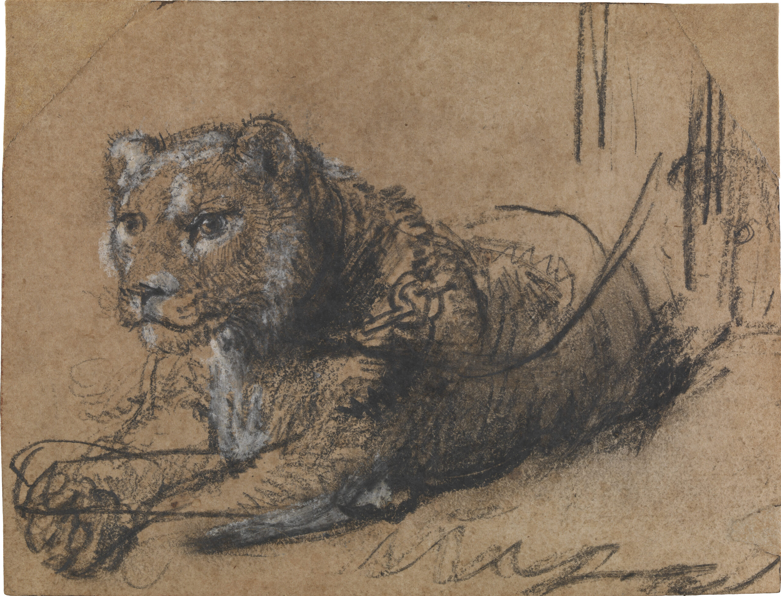 “YOUNG LION RESTING”,  DI REMBRANDT,  VENDUTO A  $18M&nbsp; DA SOTHEBY’S  (PRO PANTHERA, ORGANIZZAZIONE PER LA CONSERVAZIONE DEI FELINI SELVATICI)&nbsp;&nbsp; [RASSEGNA STAMPA,&nbsp; 4&nbsp; LINKS]