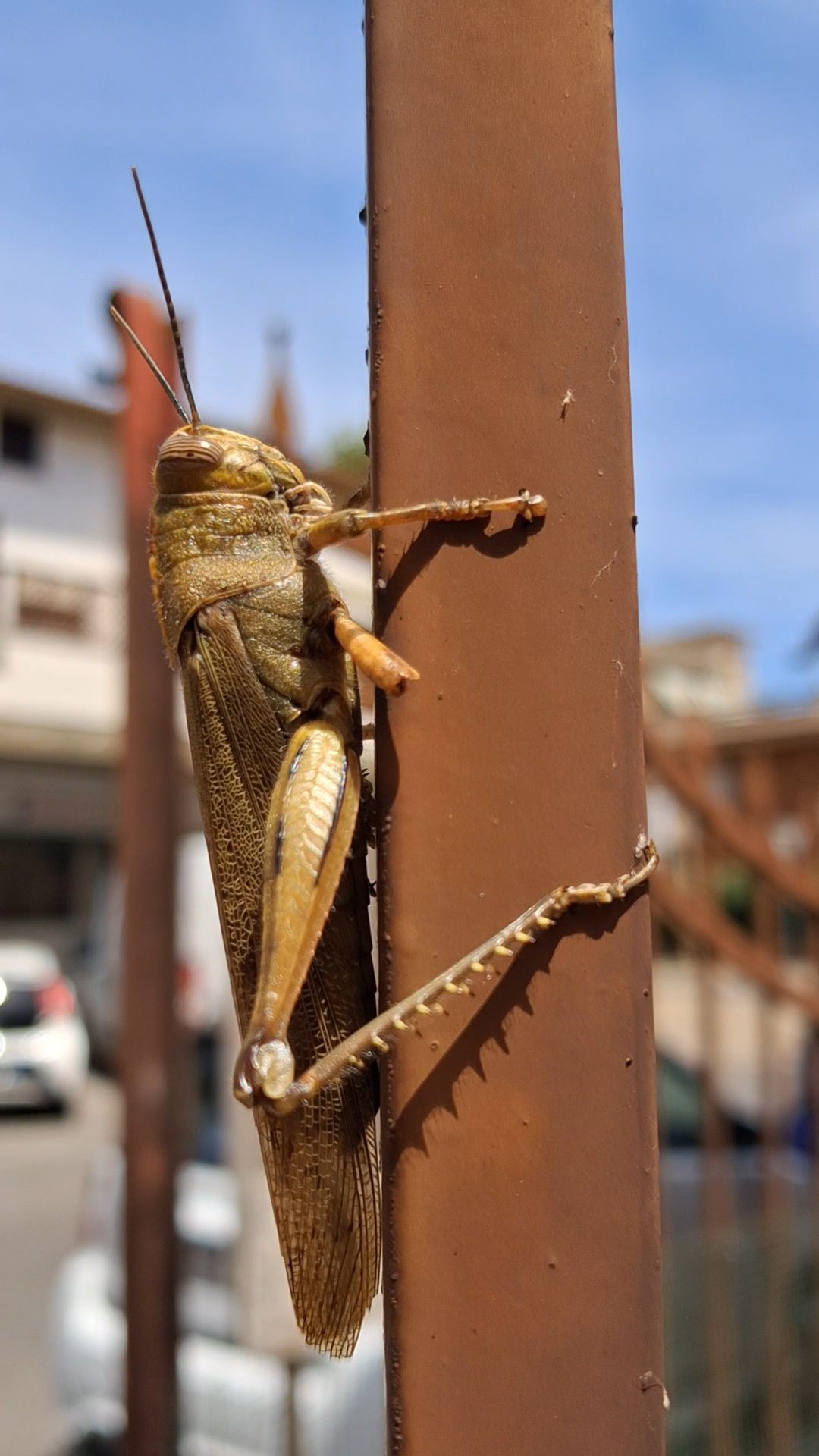 UNA CAVALLETTA SI PROIETTA VERSO UNA VETTA / 1&nbsp;&nbsp; [FOTO E VIDEO DI WALTER GALASSO]