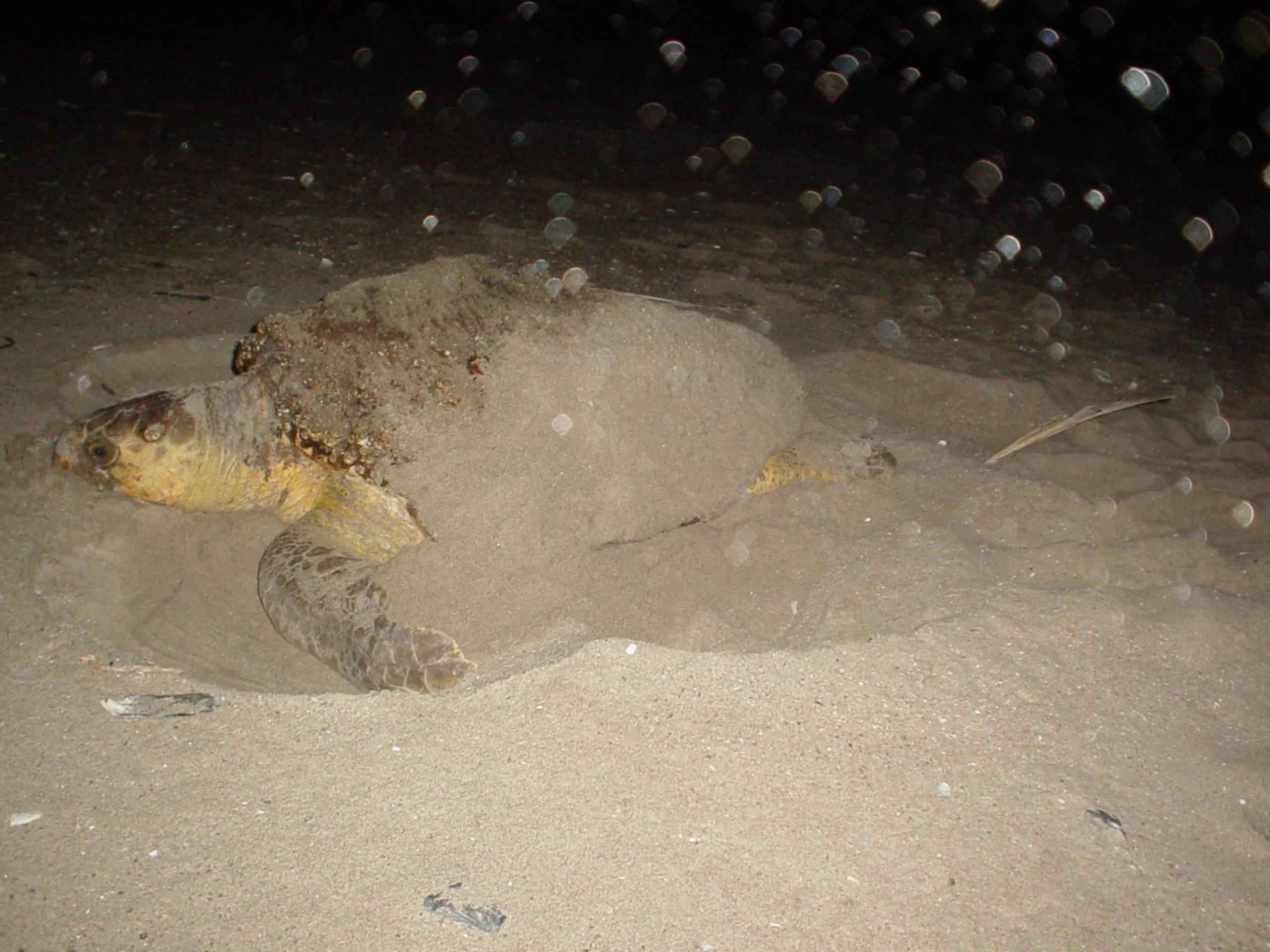 TARTARUGA CARETTA CARETTA A GAETA, UN NIDO NELLA RIVIERA DI ULISSE&nbsp;&nbsp; [LINK]