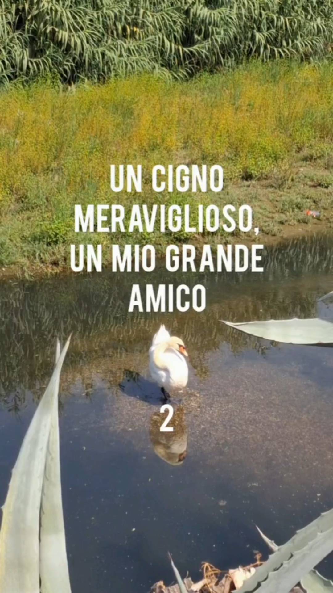 UN CIGNO MERAVIGLIOSO, UN MIO GRANDE AMICO / 2   [Video di Walter Galasso]