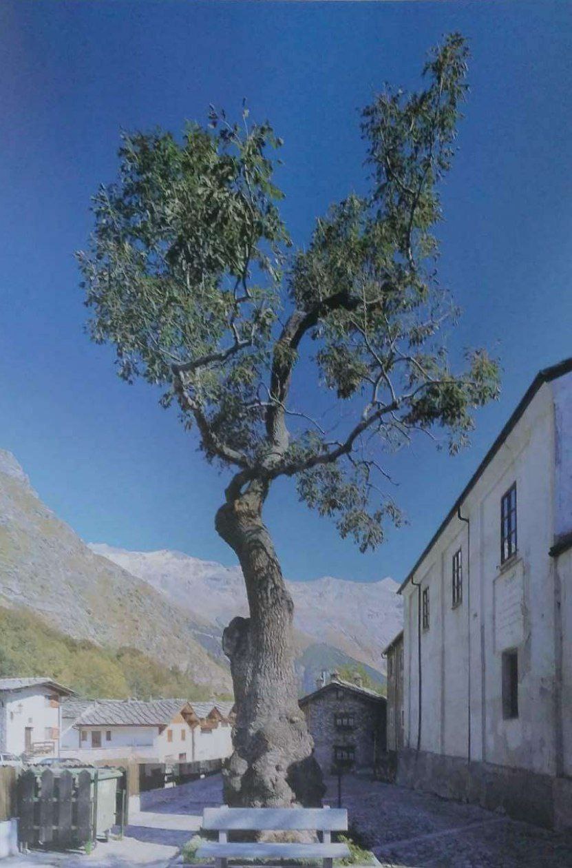 CARO FRASSINO DI MONCENISIO, FARO NELL’ ECOMUSEO LE TERRE AL CONFINE&nbsp;&nbsp; [EPISTOLA LETTERARIA A UN ALBERO MONUMENTALE]